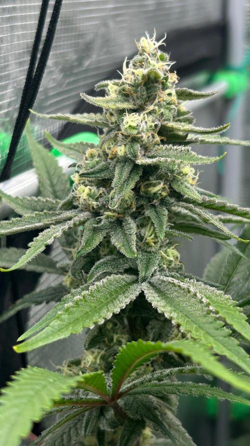 stayhighッ #420 ッ. Week 13