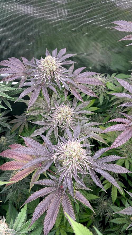 stayhighッ #420 ッ. Week 13