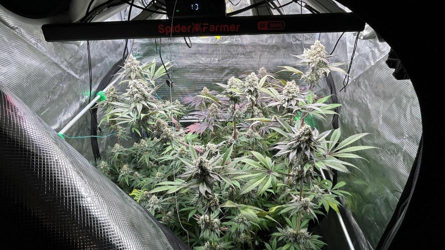 stayhighッ #420 ッ. Week 13