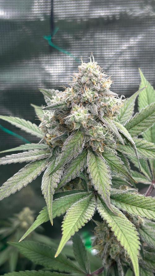 stayhighッ #420 ッ. Week 13