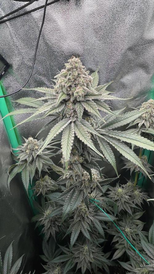 stayhighッ #420 ッ. Week 13