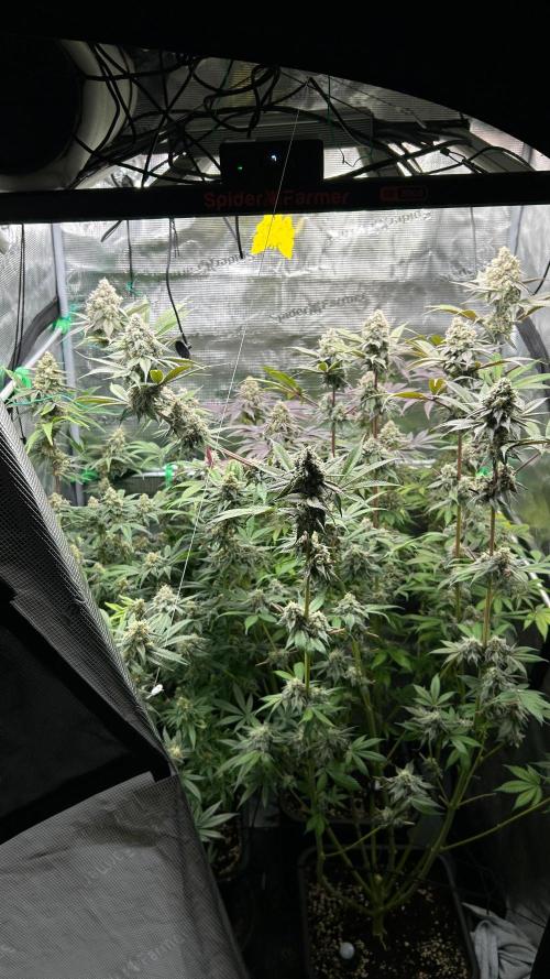 stayhighッ #420 ッ. Week 13