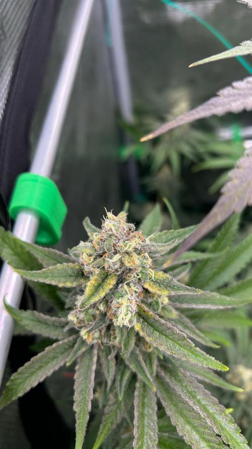 stayhighッ #420 ッ. Week 13