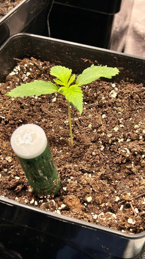 420budsッMix Pack Auto RF3ッ stayhigh420 ッ. Week 2 - 1.6