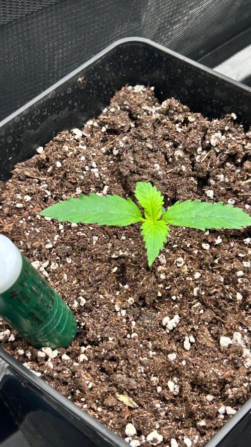 420budsッMix Pack Auto RF3ッ stayhigh420 ッ. Week 2 - 1.6