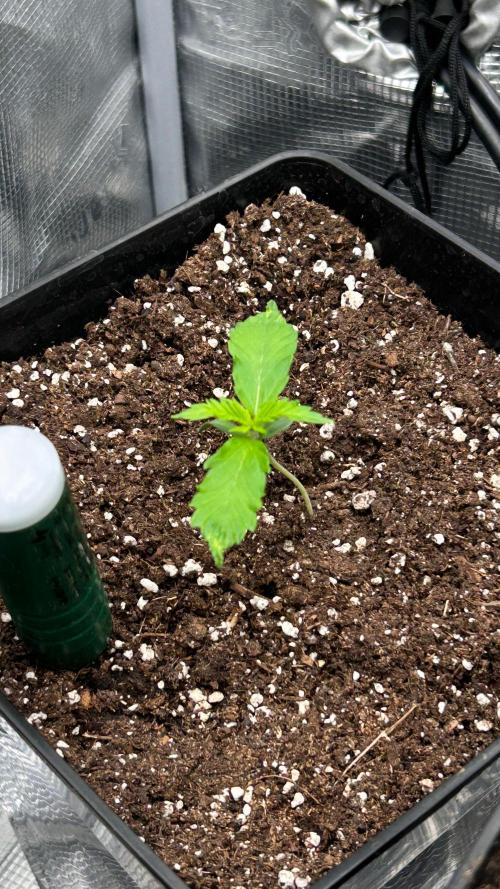 420budsッMix Pack Auto RF3ッ stayhigh420 ッ. Week 2 - 1.6