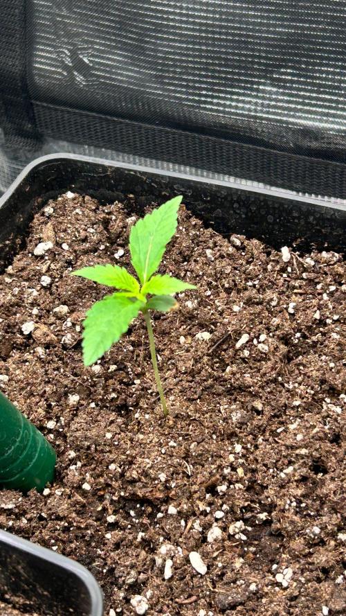 420budsッMix Pack Auto RF3ッ stayhigh420 ッ. Week 2 - 1.6