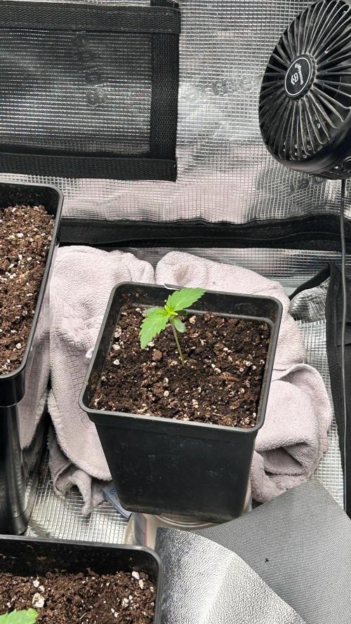 Ethos Mandarin Cookies V2ッ stayhigh420 ッ. Week 2 - 1.6