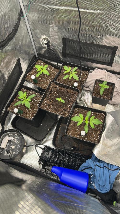 420budsッMix Pack Auto RF3ッ stayhigh420 ッ. Week 2 - 4.6 langsam geht’s los😄