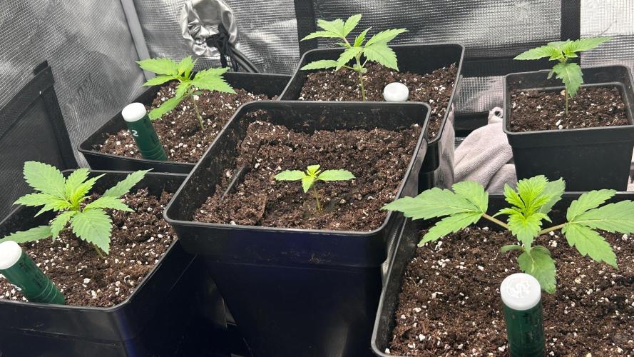420budsッMix Pack Auto RF3ッ stayhigh420 ッ. Week 2 - 5.6