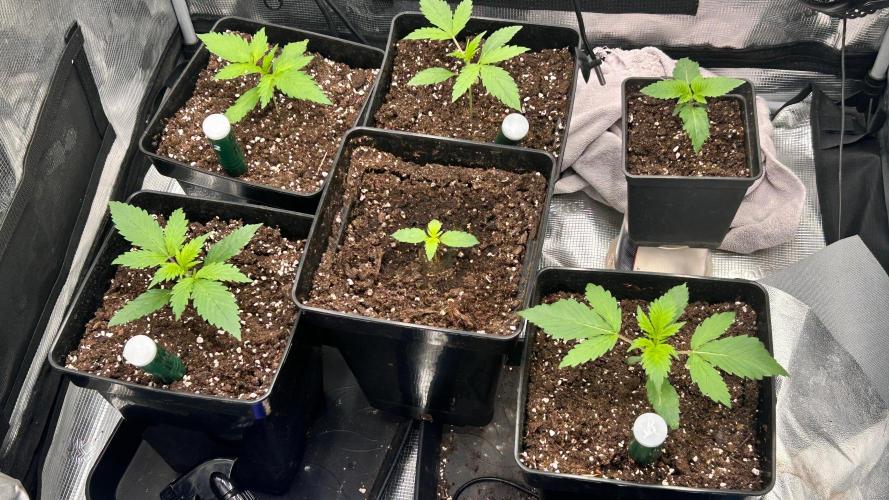 420budsッMix Pack Auto RF3ッ stayhigh420 ッ. Week 2 - 5.6