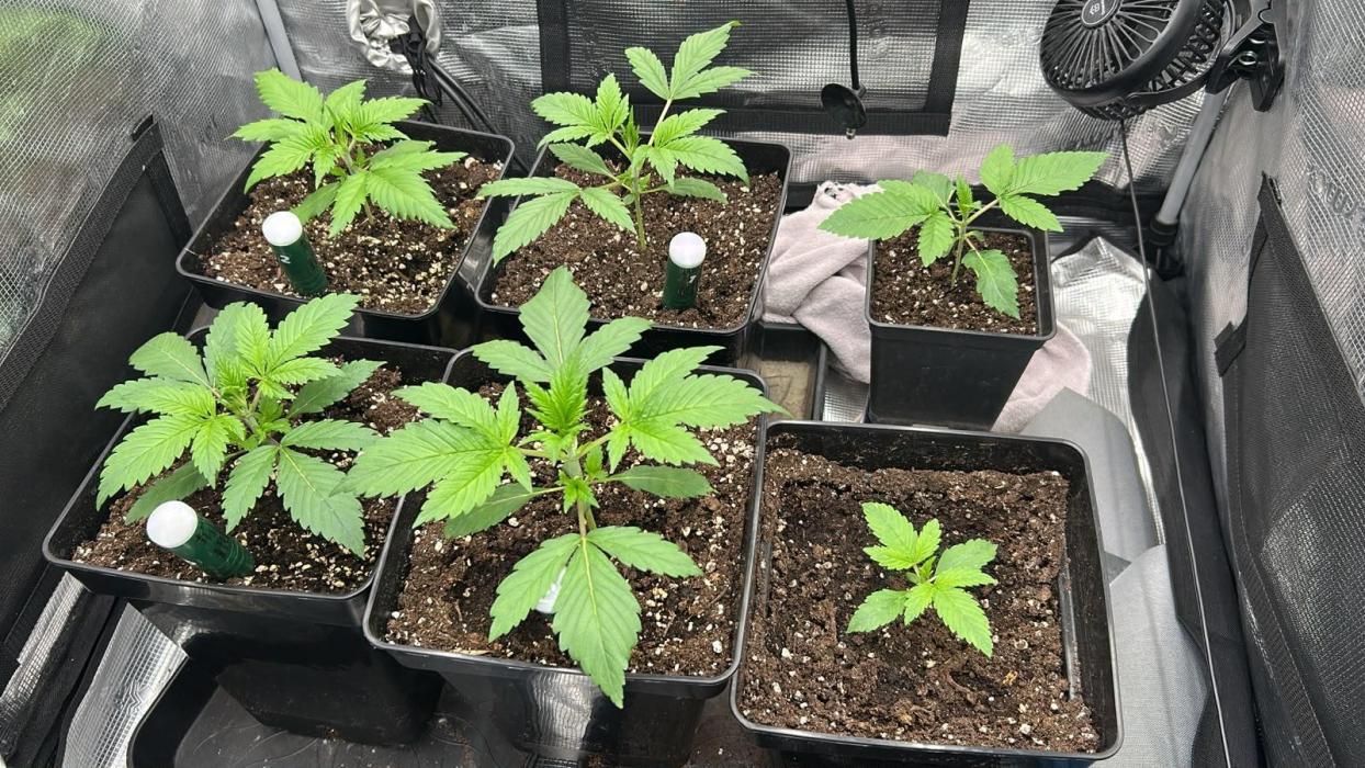 Ethos Mandarin Cookies V2ッ stayhigh420 ッ. Week 3 - 8.6  hinten rechts die kleine 
