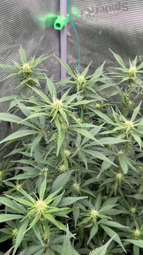 420budsッMix Pack Auto RF3ッ stayhigh420 ッ. Week 7