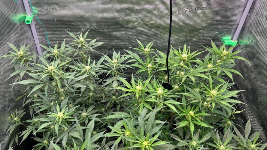 420budsッMix Pack Auto RF3ッ stayhigh420 ッ. Week 7