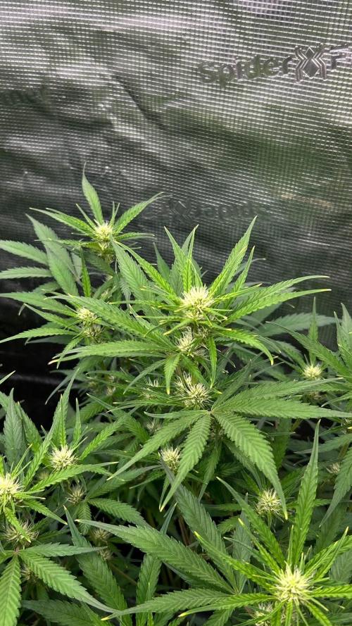 420budsッMix Pack Auto RF3ッ stayhigh420 ッ. Week 7