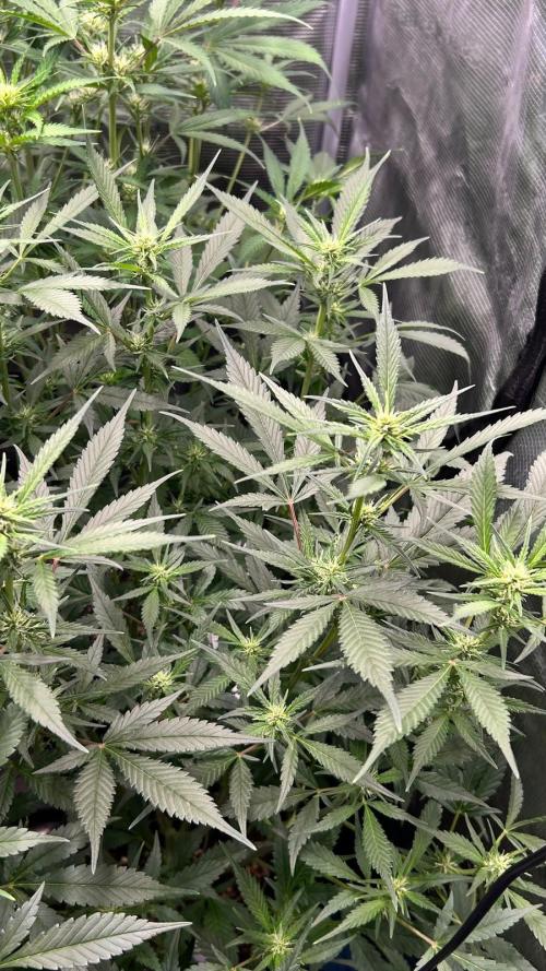 420budsッMix Pack Auto RF3ッ stayhigh420 ッ. Week 7
