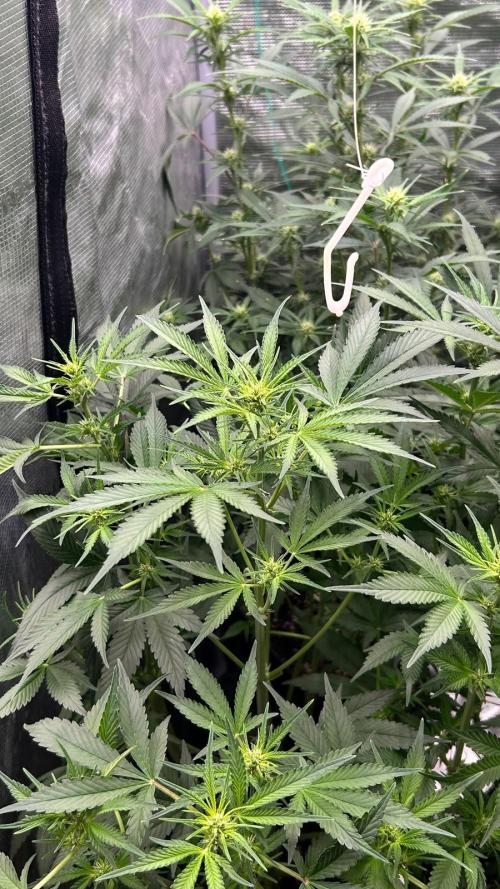 420budsッMix Pack Auto RF3ッ stayhigh420 ッ. Week 7