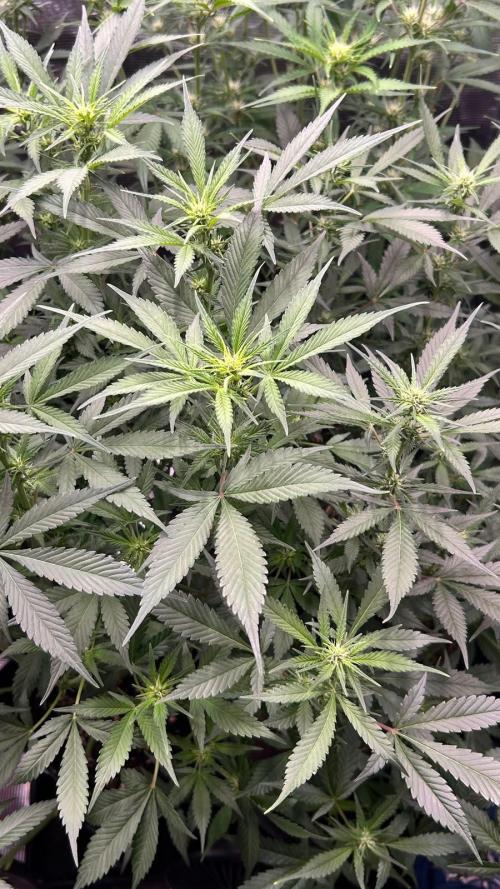 420budsッMix Pack Auto RF3ッ stayhigh420 ッ. Week 7