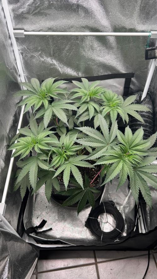 Ethos Mandarin Cookies V2ッ stayhigh420 ッ. Week 7