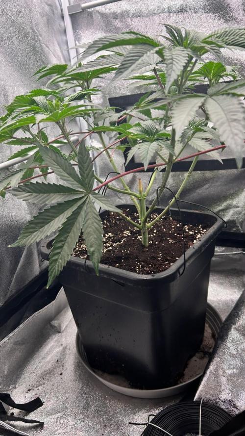 Mandarin Cookies V2. Week 7