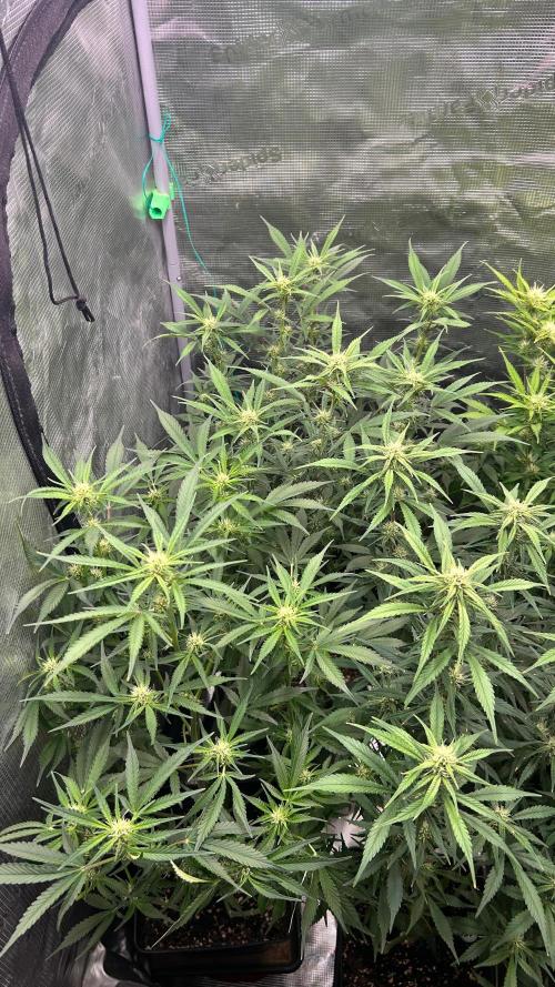 420budsッMix Pack Auto RF3ッ stayhigh420 ッ. Week 8