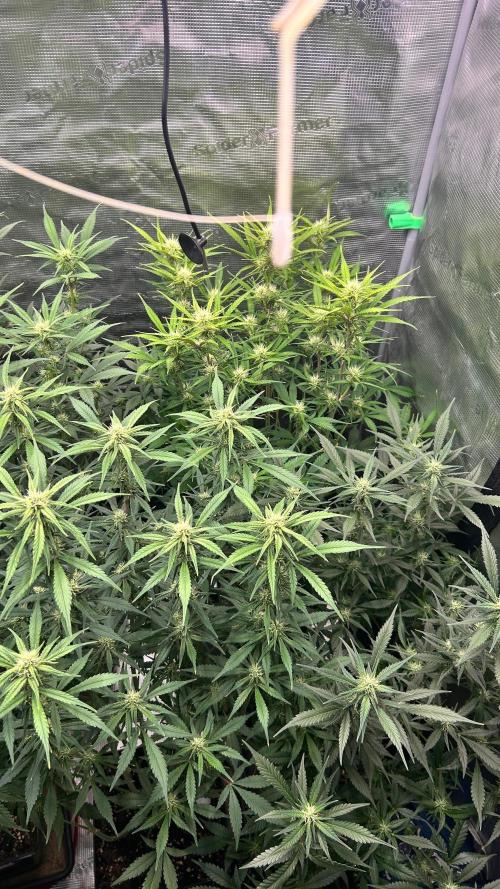 Mix Pack Auto RF3. Week 8