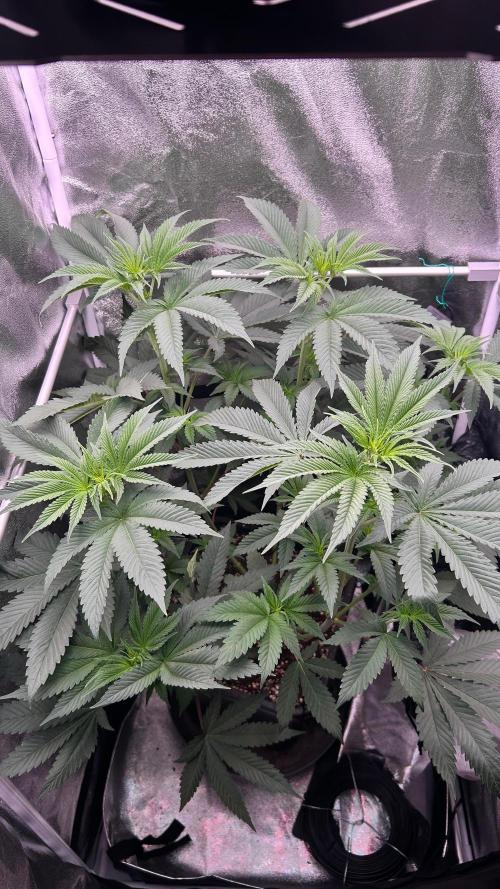 Ethos Mandarin Cookies V2ッ stayhigh420 ッ. Week 8