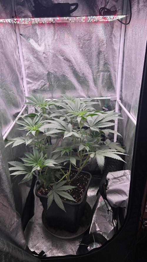 Ethos Mandarin Cookies V2ッ stayhigh420 ッ. Week 8