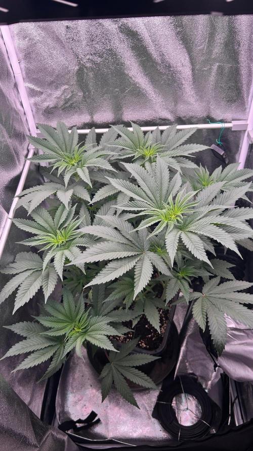 Ethos Mandarin Cookies V2ッ stayhigh420 ッ. Week 8
