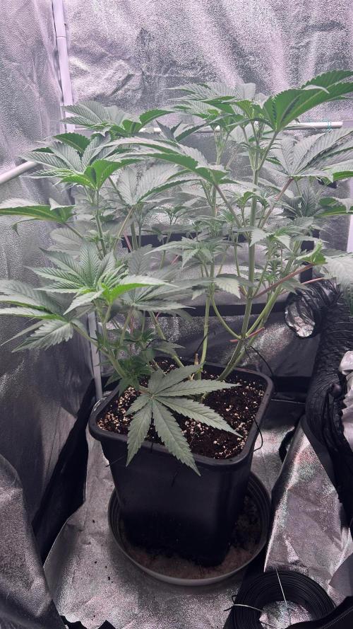 Ethos Mandarin Cookies V2ッ stayhigh420 ッ. Week 8