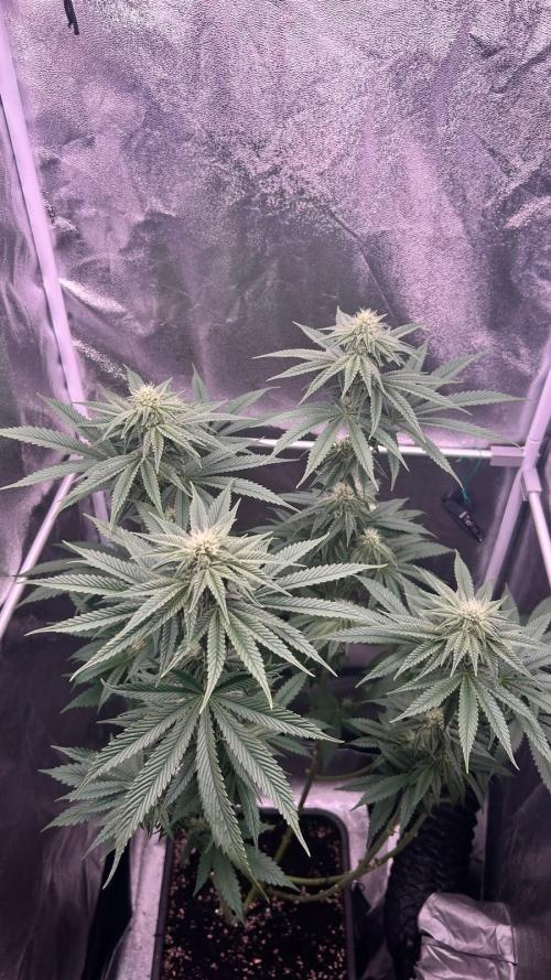 Ethos Mandarin Cookies V2ッ stayhigh420 ッ. Week 12