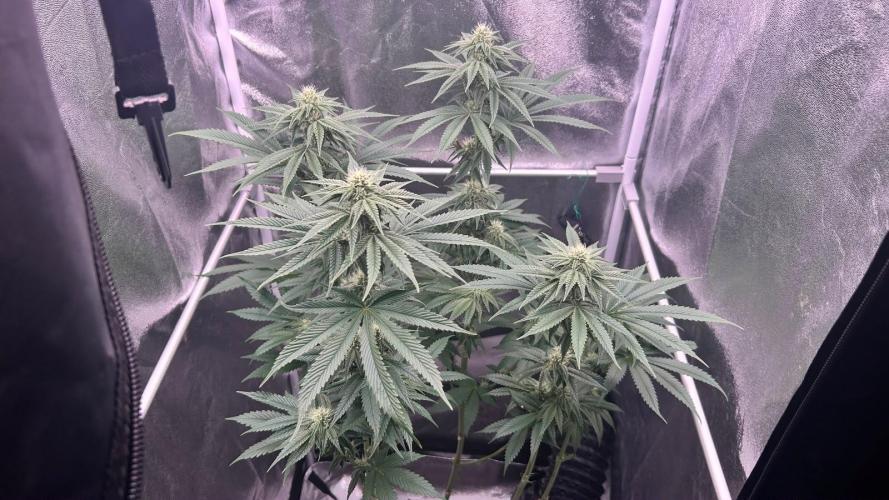 Ethos Mandarin Cookies V2ッ stayhigh420 ッ. Week 12