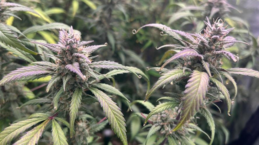 420budsッMix Pack Auto RF3ッ stayhigh420 ッ. Week 11