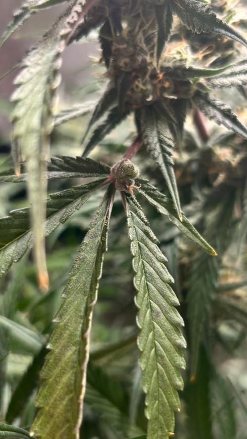 420budsッMix Pack Auto RF3ッ stayhigh420 ッ. Week 11