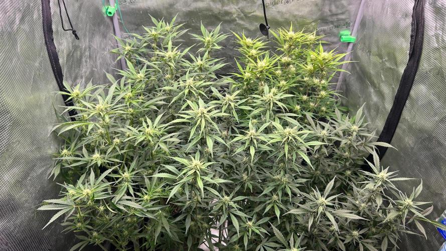 420budsッMix Pack Auto RF3ッ stayhigh420 ッ. Week 11