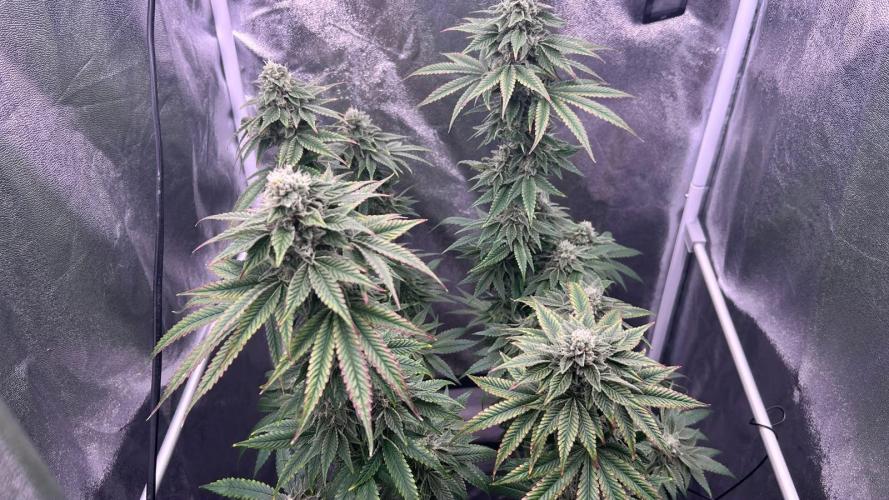Ethos Mandarin Cookies V2ッ stayhigh420 ッ. Week 13