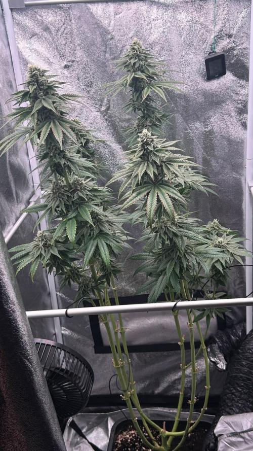 Ethos Mandarin Cookies V2ッ stayhigh420 ッ. Week 13