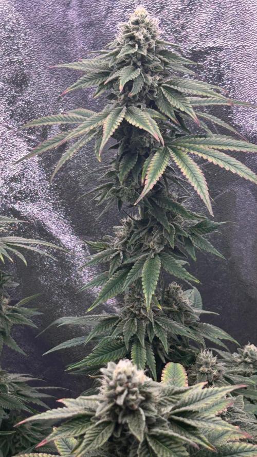 Mandarin Cookies V2. Week 13