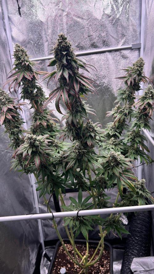 Ethos Mandarin Cookies V2ッ stayhigh420 ッ. Week 15