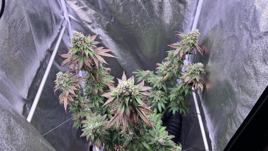 Ethos Mandarin Cookies V2ッ stayhigh420 ッ. Week 15