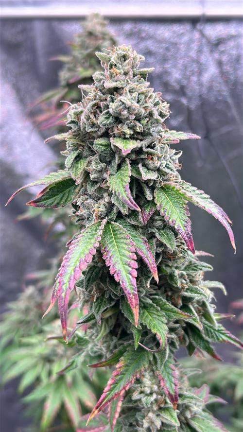 Ethos Mandarin Cookies V2ッ stayhigh420 ッ. Week 16