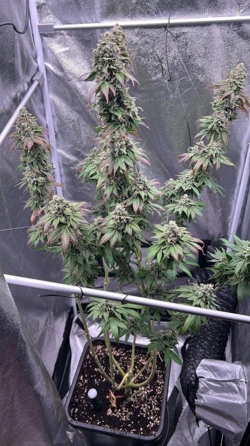 Ethos Mandarin Cookies V2ッ stayhigh420 ッ. Week 16