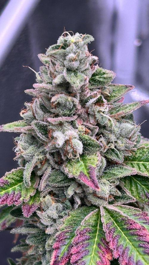 Ethos Mandarin Cookies V2ッ stayhigh420 ッ. Week 16
