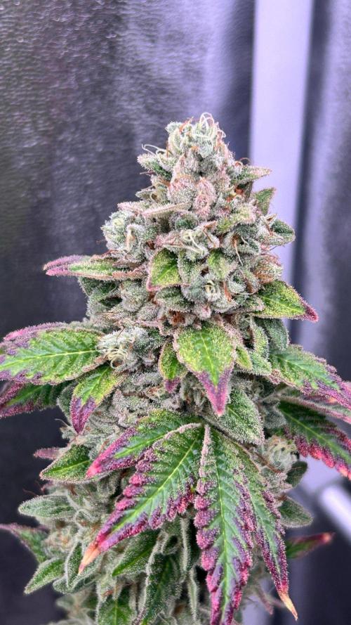 Ethos Mandarin Cookies V2ッ stayhigh420 ッ. Week 16