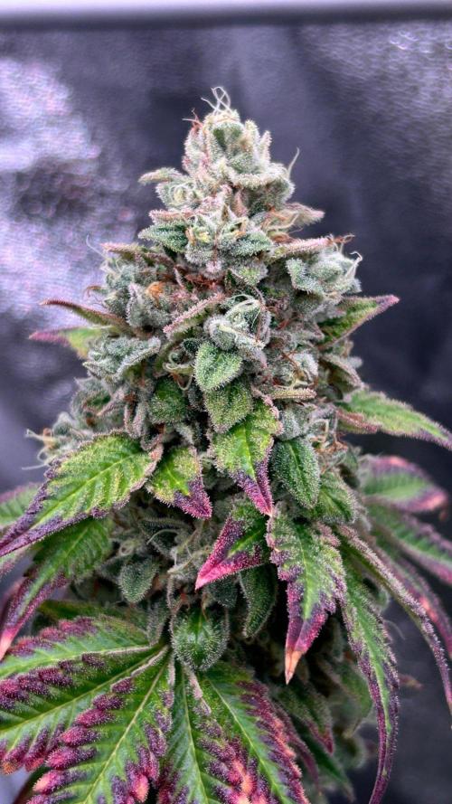 Ethos Mandarin Cookies V2ッ stayhigh420 ッ. Week 16