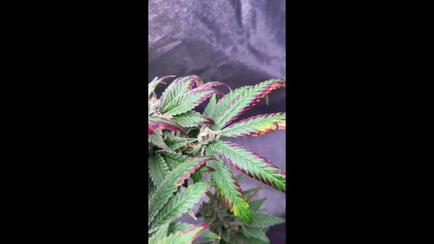 Ethos Mandarin Cookies V2ッ stayhigh420 ッ