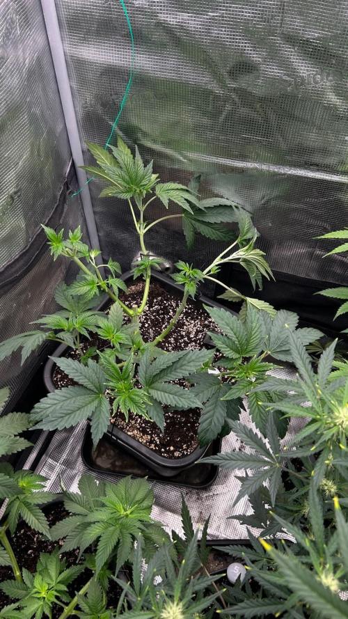 Ice Cream Cake  stayhighッ. Week 5 - 5.10.26