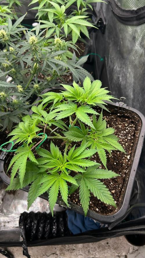 Gorilla Jealousy F1 (Seedsman) Stayhighッ. Week 5 - 5.10.26
