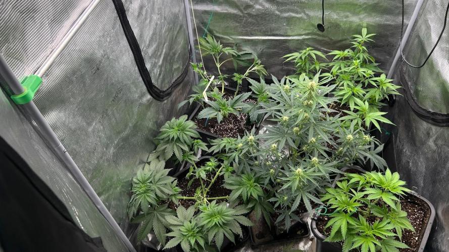 Z-Up Auto (FastBuds) stayhighッ. Week 5 - 5.10