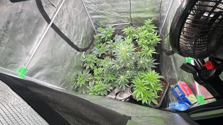 Lemon Haze (Steckling) stayhighッ. Week 8 - 6.10.26